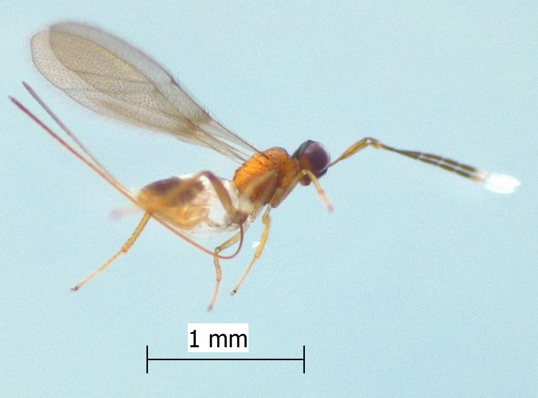 Australomymar spp.