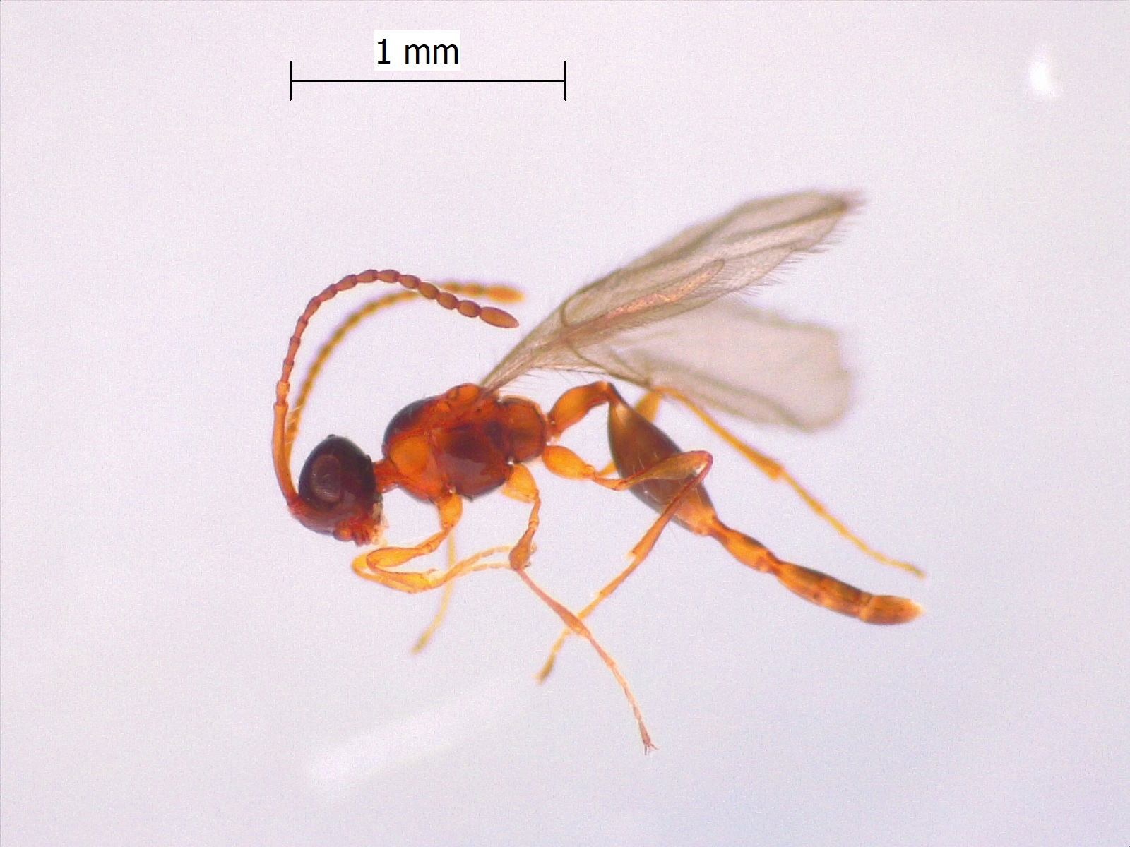 Stylaclista quasimodo